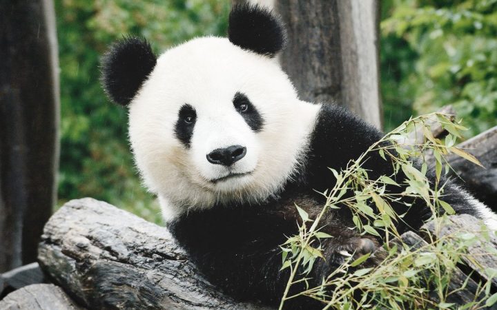 grosser-panda-c-norbert-potensky_grad