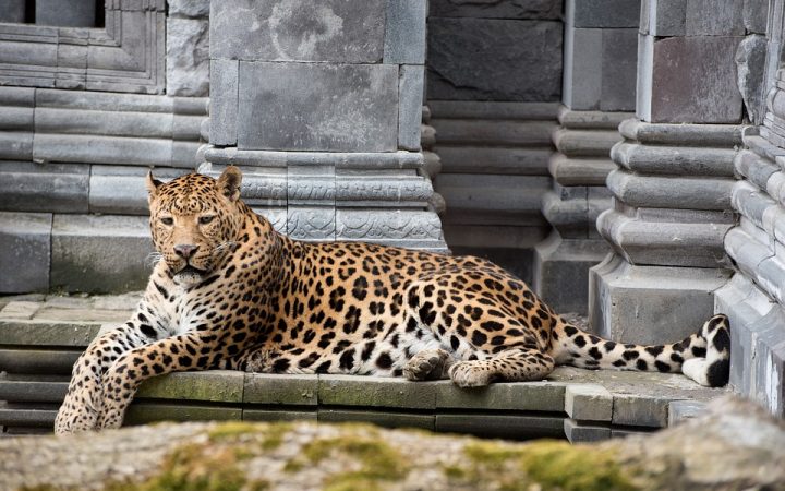 pairi-daiza-1305839_960_720