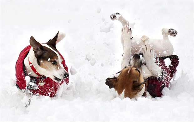 snow-weather-dogs_2129784b