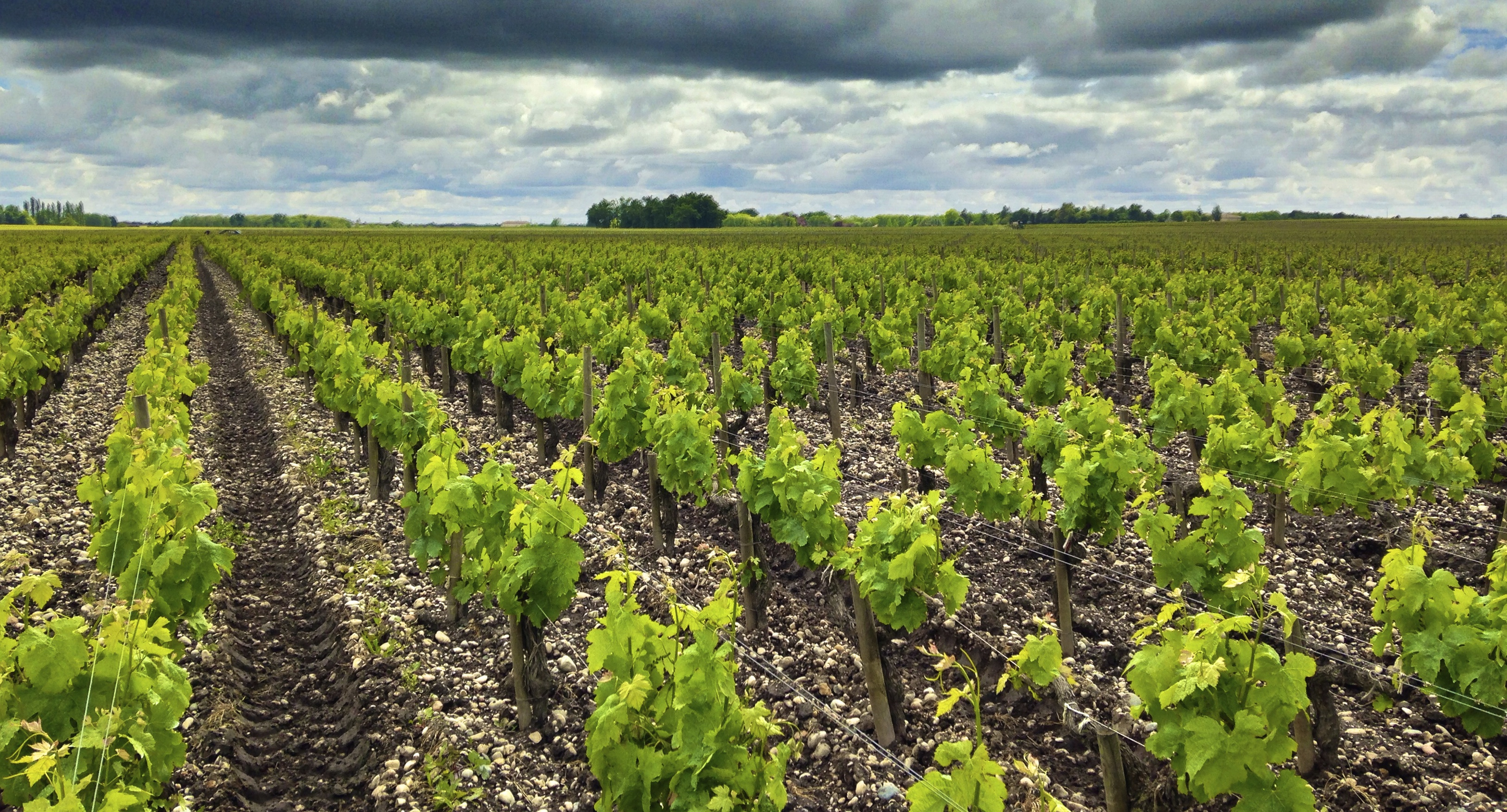 Viñedos de Pauillac, epicentro vinícola de la 